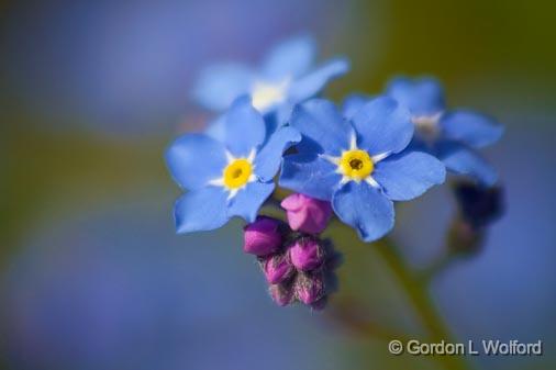 Forget-me-not Flower_49149.jpg - Photographed near Carleton Place, Ontario, Canada.